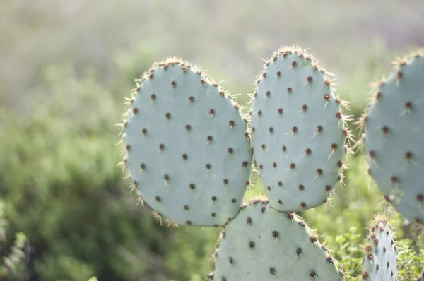 Een Close Shot Van Een Prickly Pear Cactus Met Een — Stockfoto