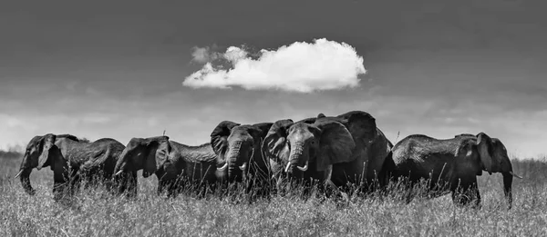 Graustufenpanorama Einer Elefantengruppe Die Auf Dem Trockenen Gras Der Wildnis — Stockfoto