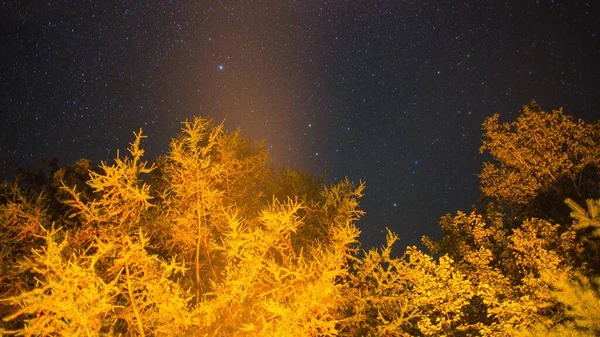 Δέντρο Και Ουρανός Νύχτα Στο Βόρειο Οντάριο — Φωτογραφία Αρχείου