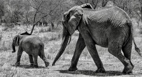 Primer Plano Escala Grises Lindo Elefante Caminando Sobre Hierba Seca — Foto de Stock