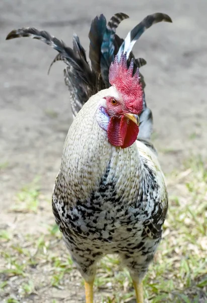 背景がぼやけている鶏の垂直ショット — ストック写真