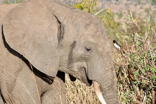 Tiro Close Cabeça Elefante Bonito Deserto — Fotografia de Stock