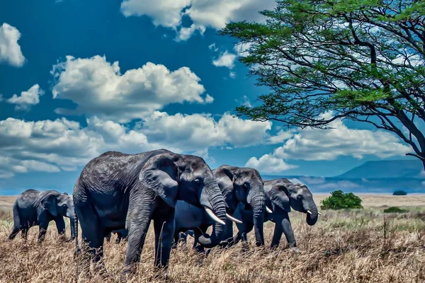 Eine Gruppe Elefanten Auf Dem Trockenen Gras Der Wildnis — Stockfoto