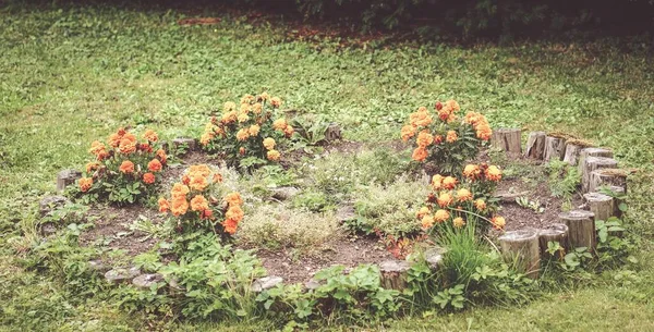Beau Cliché Fleurs Oranges Dans Mini Jardin Circulaire — Photo
