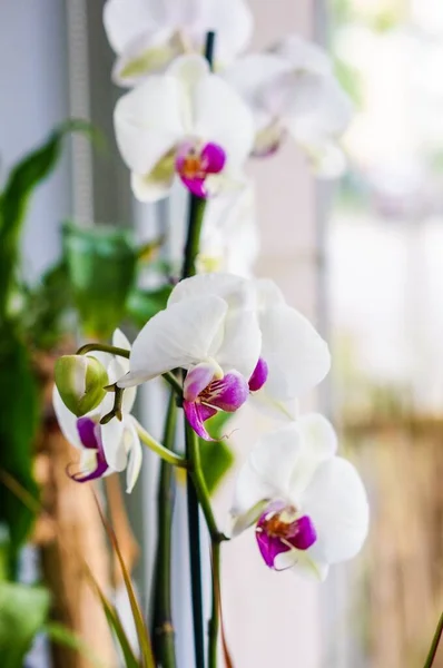 Який Фокус Білих Орхідей Phalaenopsis Біля Вікна Зеленим Листям Фоні — стокове фото
