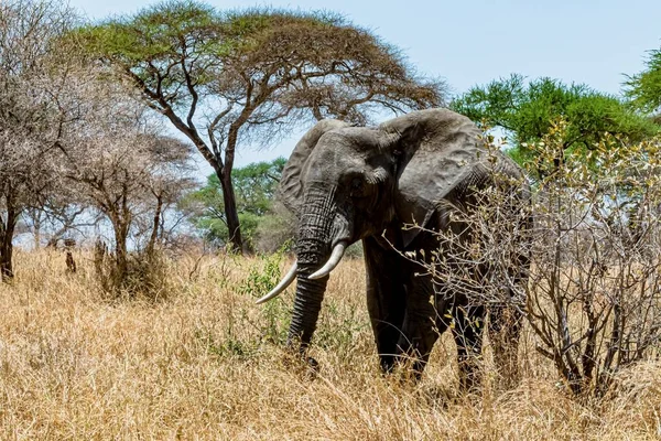 荒野の乾いた草の上を歩く可愛い象のクローズアップ — ストック写真