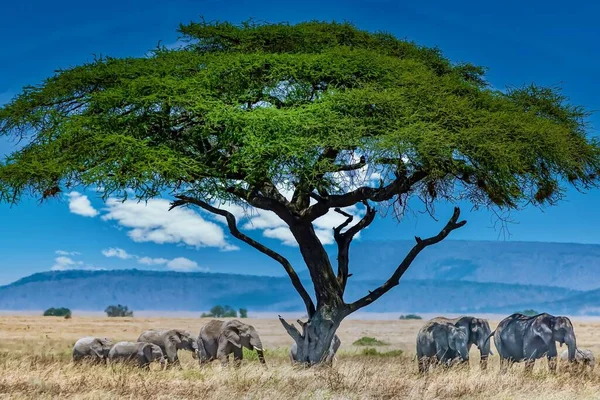 荒野の大きな緑の木の下の象のグループ — ストック写真