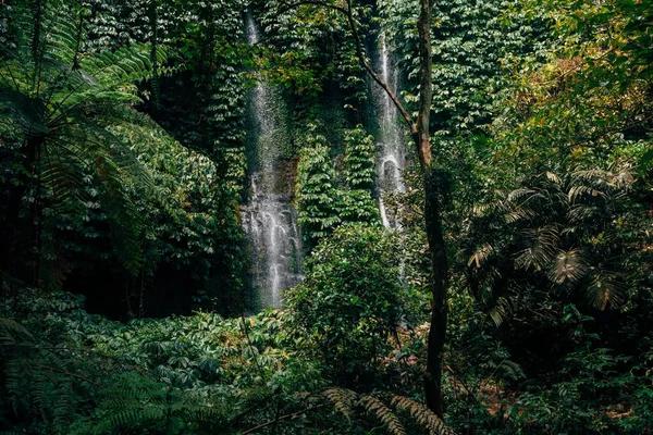 Гарний Знімок Водоспадів Оточених Зеленими Рослинами Лісі — стокове фото