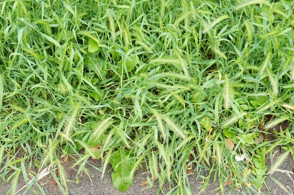 Uma Vista Superior Gramíneas Com Flores Verdes Fofas — Fotografia de Stock