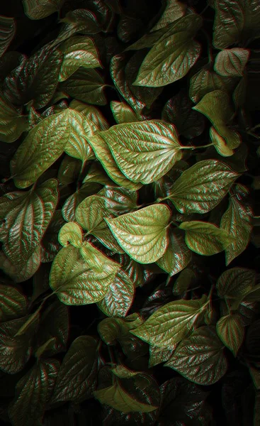 Кілька Викривлених Зелених Рослин Листя Чорним Тлом — стокове фото
