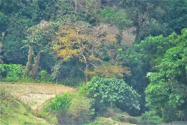 Sebuah Gambar Indah Sawah Dikelilingi Oleh Pohon Pohon Hijau Hutan — Stok Foto