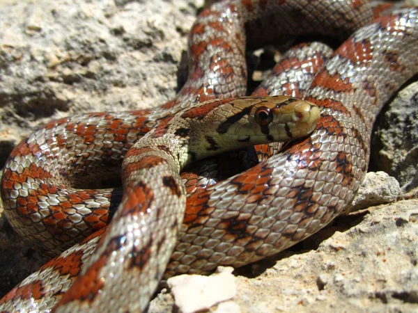 Vue Dessus Serpent Rat Européen Enroulé Sur Des Pierres — Photo