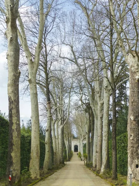 Plano Vertical Sendero Medio Árboles Sin Hojas Florencia Italia —  Fotos de Stock