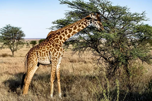 Красивый Снимок Симпатичного Жирафа Фоне Деревьев Голубого Неба — стоковое фото
