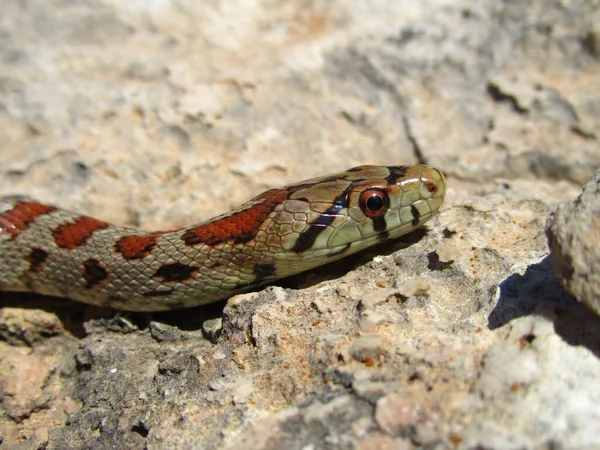 Primer Plano Una Serpiente Rata Europea Arrastrándose Sobre Una Roca —  Fotos de Stock