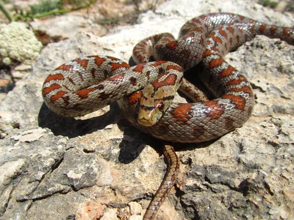 Gros Plan Serpent Rat Européen Enroulé Sur Des Pierres — Photo