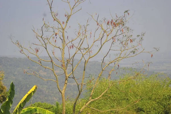 Albero Secco Cima Una Montagna Con Vista Sugli Alberi Cielo — Foto Stock