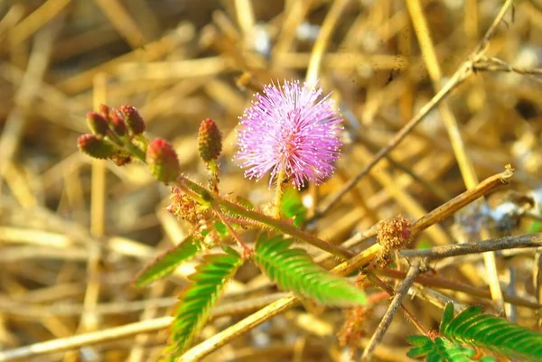 Eine Nahaufnahme Einer Schönen Touch Blume Mit Verschwommenem Hintergrund — Stockfoto