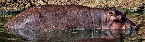 Beau Cliché Hippopotame Commun Dans Eau Avec Les Roches Arrière — Photo