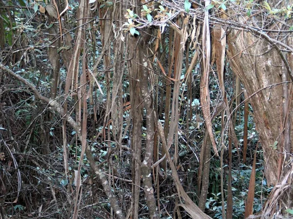 Uma Árvore Sem Folhas Com Galhos Secos Nas Montanhas Azuis — Fotografia de Stock