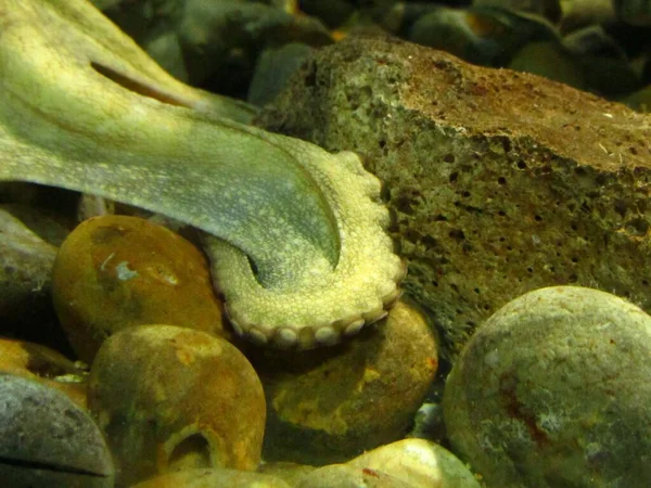 Primo Piano Dei Polloni Polpo Acquario Circondato Rocce — Foto Stock