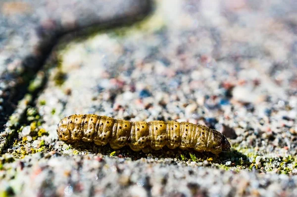 Overdag Kruipt Een Rups Grond — Stockfoto