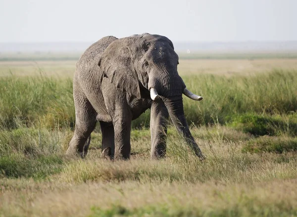 Gros Plan Éléphant Marchant Sur Savane Parc National Amboseli Kenya — Photo