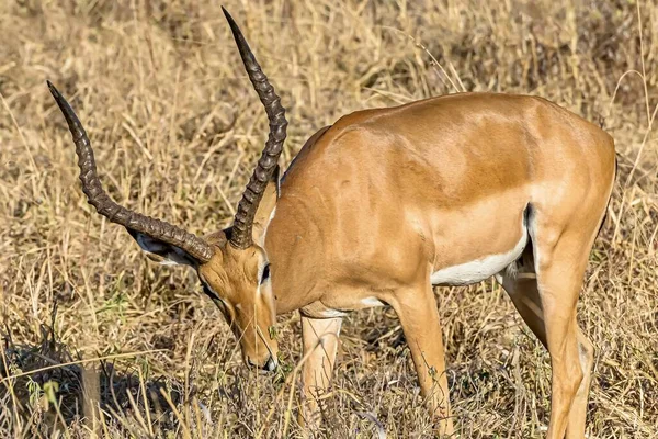 Vacker Bild Manlig Impala Fälten — Stockfoto