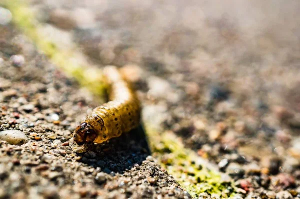 Een Soft Focus Shot Van Een Rups Met Kleine Zwarte — Stockfoto