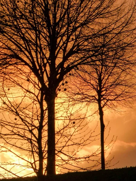 Vertikální Záběr Siluet Suchých Stromů Zataženou Oblohou — Stock fotografie