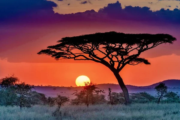 Hermoso Paisaje Árbol Las Llanuras Sabana Durante Puesta Del Sol —  Fotos de Stock