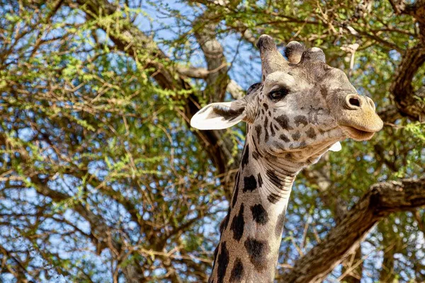 Eine Nahaufnahme Einer Niedlichen Giraffe Mit Bäumen Mit Grünen Blättern — Stockfoto