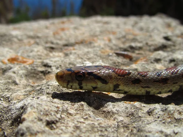 Gros Plan Serpent Rat Européen Rampant Sur Rocher — Photo