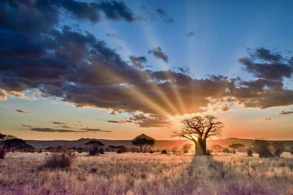 Krásná Scenérie Stromu Savanských Pláních Při Západu Slunce Ideální Pro — Stock fotografie