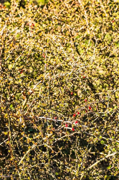 Een Verticaal Afbeelding Van Een Bosje Met Rode Bessen — Stockfoto