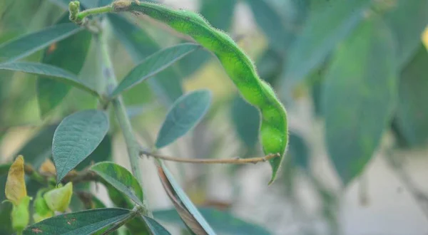 Bulanık Arkaplanı Olan Yeşil Bir Tohum Kapsülünün Yakın Plan Çekimi — Stok fotoğraf