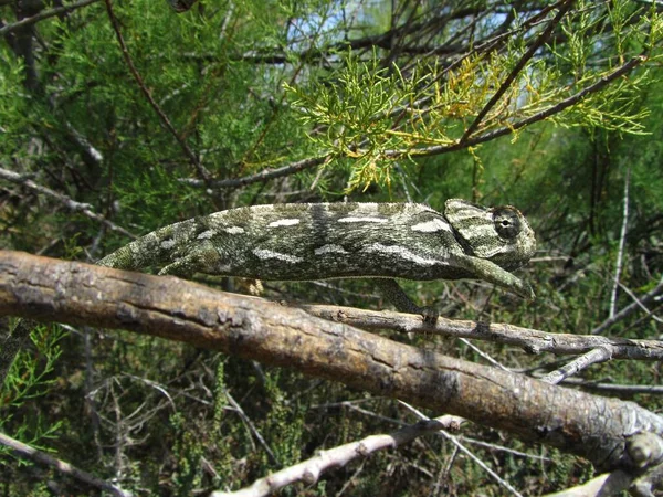 Closeup Shot Common Chameleon Clinging Tree Branch — Stock Photo, Image
