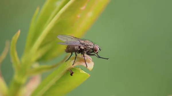 Gros Plan Une Mouche Insecte Reposant Sur Feuille Avec Fond — Photo