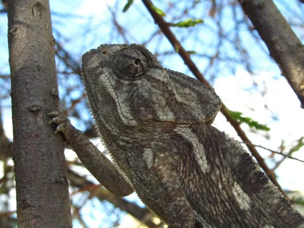 Extreme Closeup Shot Common Chameleon Clinging Tree Branch — Stock Photo, Image