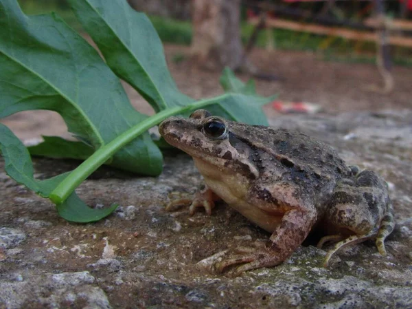 Gros Plan Une Grenouille Peinte Méditerranée Près Une Feuille Sur — Photo