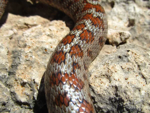 Tiro Close Pele Uma Cobra Rato Europeia — Fotografia de Stock