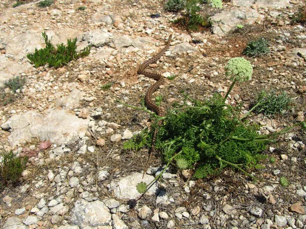 Una Serpiente Rata Europea Que Raya Terreno Pedregoso Con Hierba —  Fotos de Stock