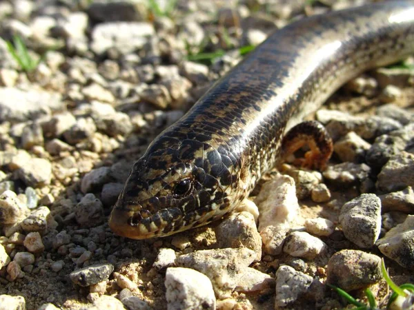 Egy Közeli Felvétel Ocellated Skink Séta Köves Talajon — Stock Fotó