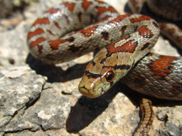 在岩石上爬行的欧洲老鼠蛇的特写镜头 — 图库照片