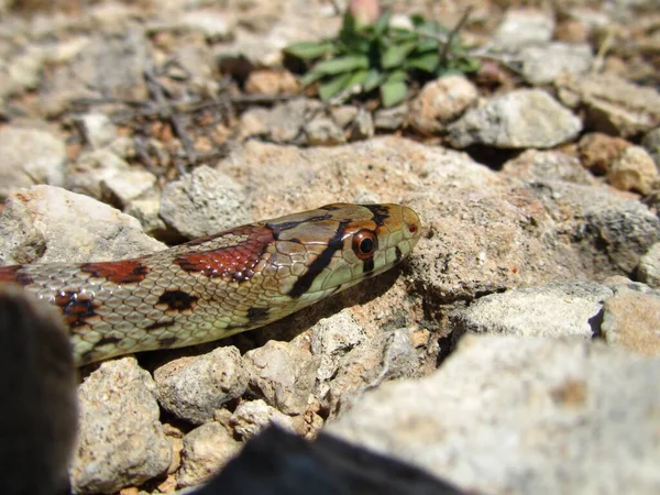 岩の上を這うヨーロッパのネズミのヘビのクローズアップショット — ストック写真