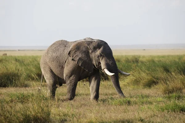 Close Elefante Caminhando Savana Parque Nacional Amboseli Quênia África — Fotografia de Stock