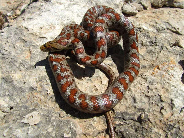Una Toma Vista Superior Una Serpiente Rata Europea Enrollada Sobre —  Fotos de Stock