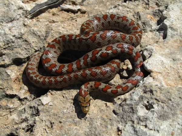 Colpo Vista Dall Alto Serpente Ratto Europeo Arrotolato Pietre — Foto Stock