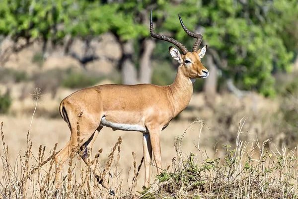 Een Prachtig Shot Van Een Mannelijke Impala Velden — Stockfoto