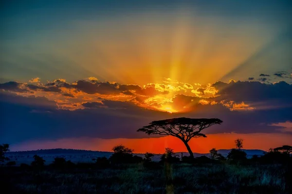 Bela Paisagem Uma Árvore Nas Planícies Savana Durante Pôr Sol — Fotografia de Stock